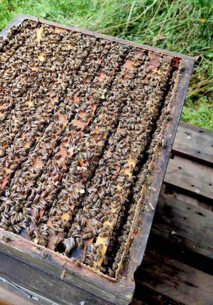 Ein Holzrahmen mit vielen Bienenwaben darin. Darauf sitzen unzählige Bienen und füllen die Waben mit Honig.